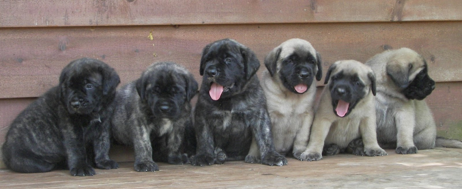 4 week old mastiff sales puppies